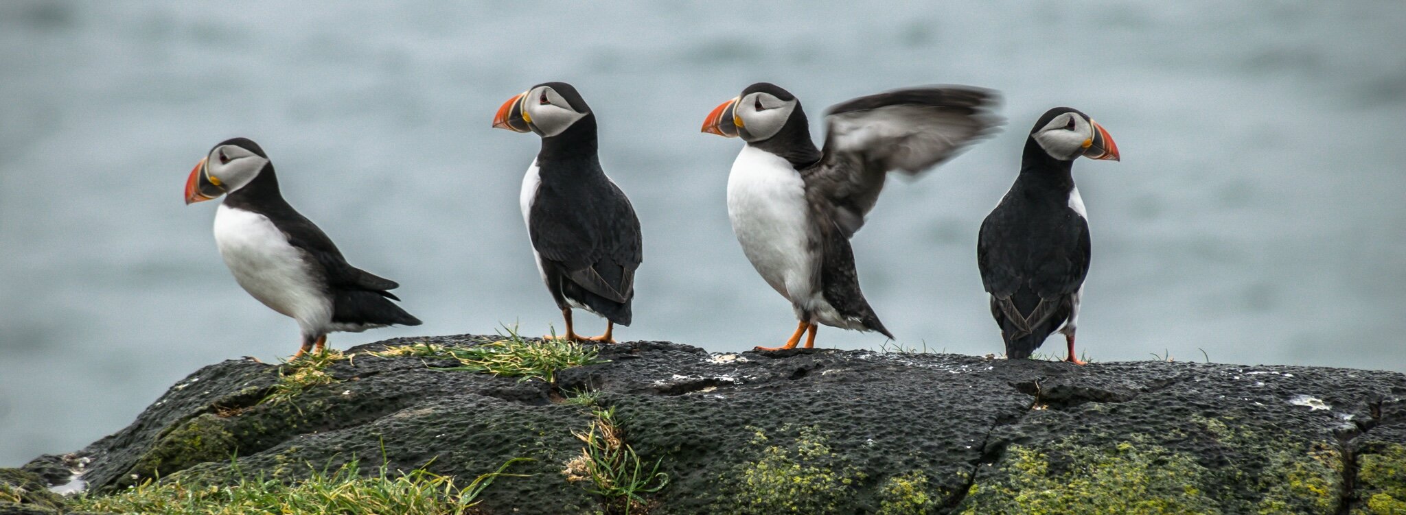 Atlantic Puffin