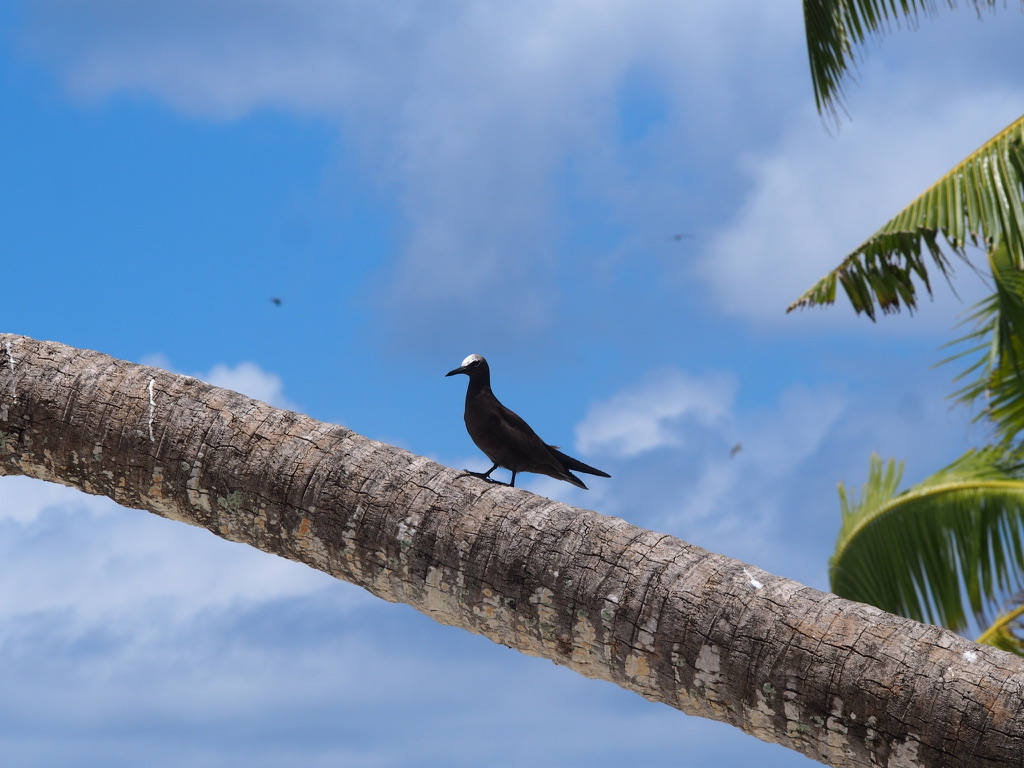 Brown Noddy