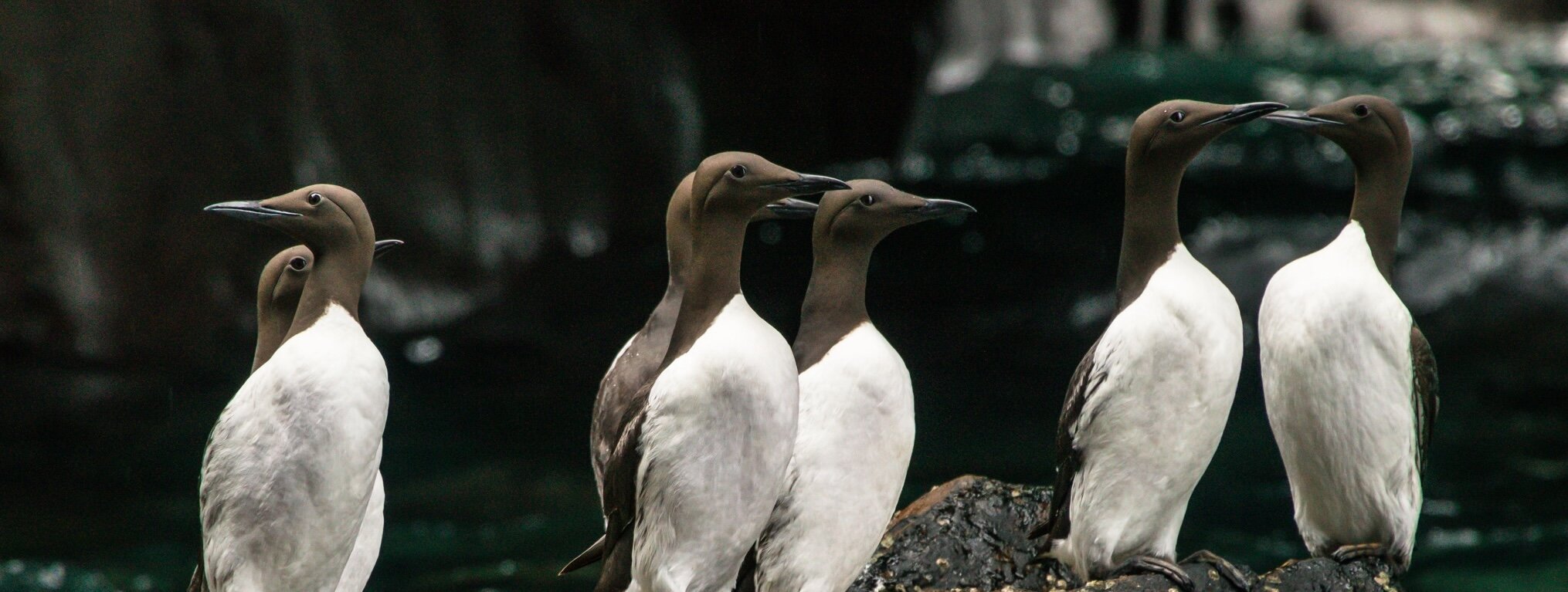 Common Guillemot