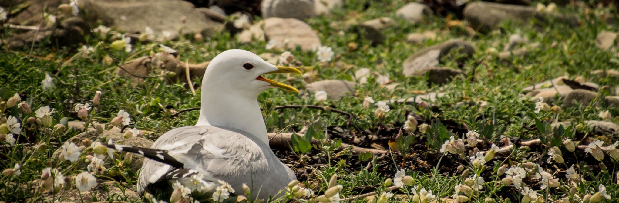 Common Gull