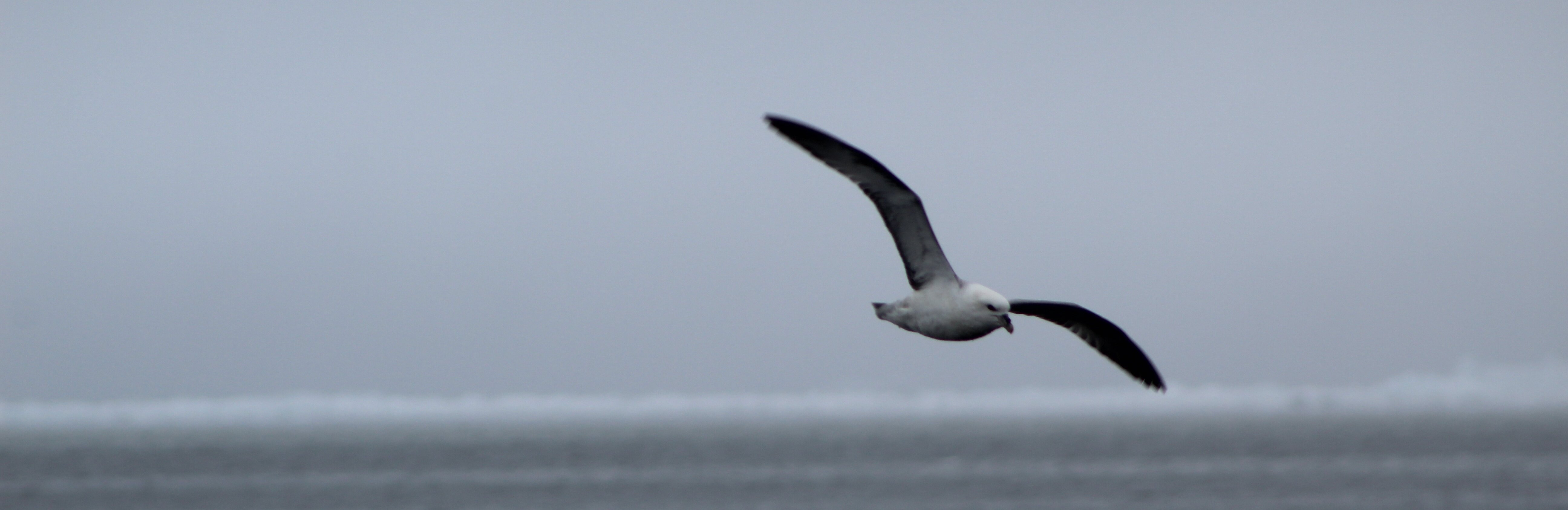 Fulmar