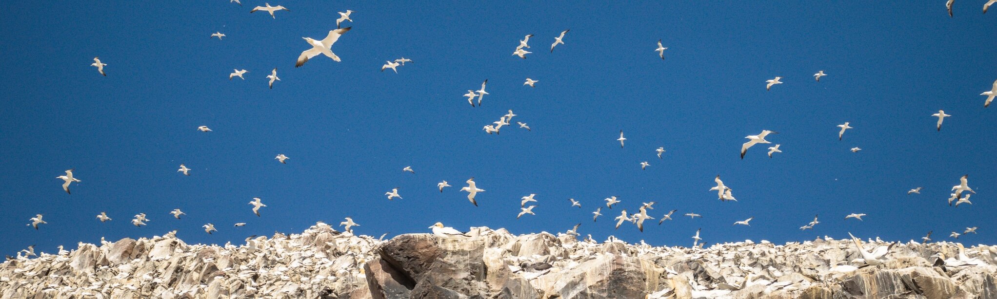 Northern Gannet
