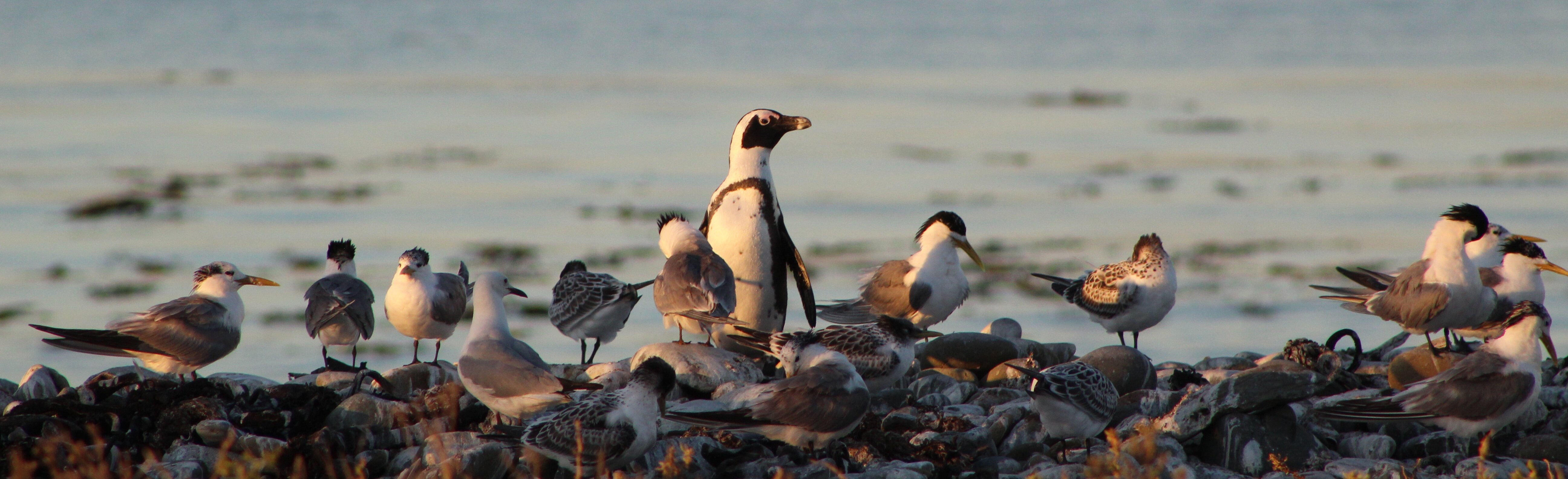 Penguin and Terns