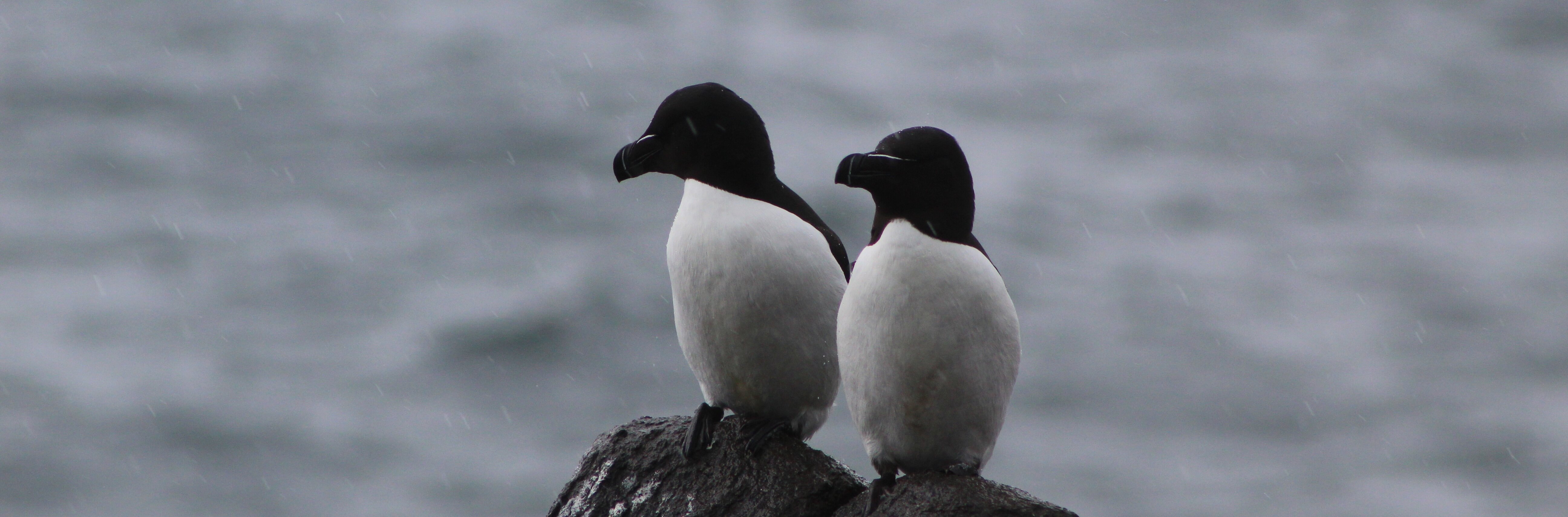 Razorbills