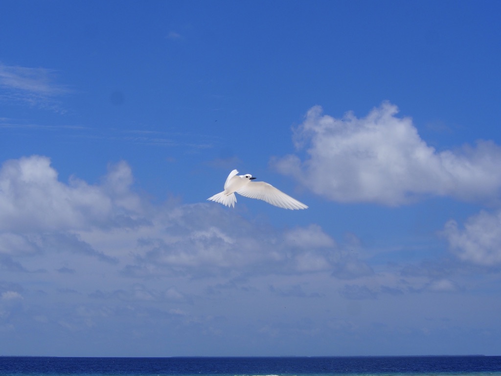 White Tern